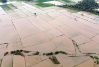 1766012702230-sawah-terendam-banjir-petani-di-deli-serdang-terancam-gagal-panen-1762671270055_169
