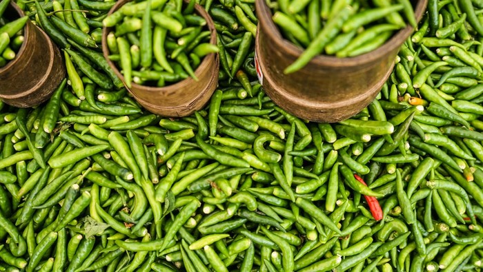 1766077596334-ilustrasi-cabai-rawit_169