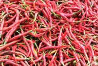 1767006377990-ilustrasi-cabai-merah-1757307340955_169