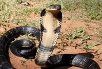 1767071197211-ular-king-cobra-1759919049199_169