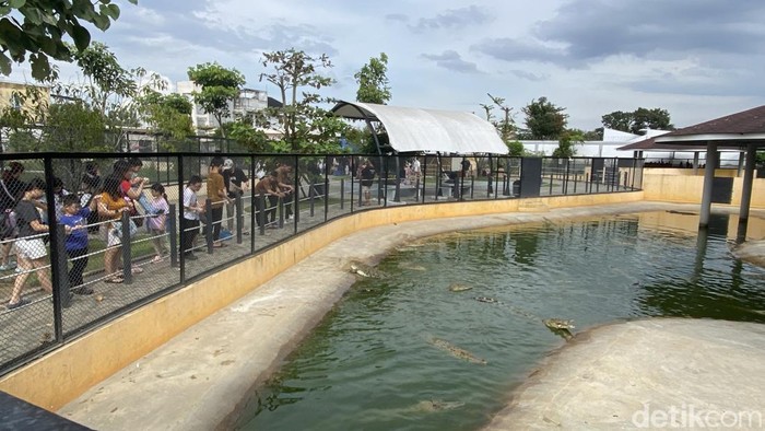 1767265733433-pengunjungi-memadati-penangkaran-buaya-asam-kumbang-medan-saat-momen-libur-tahun-baru-m-ilham-pradiladetikcom-1767256555267_169