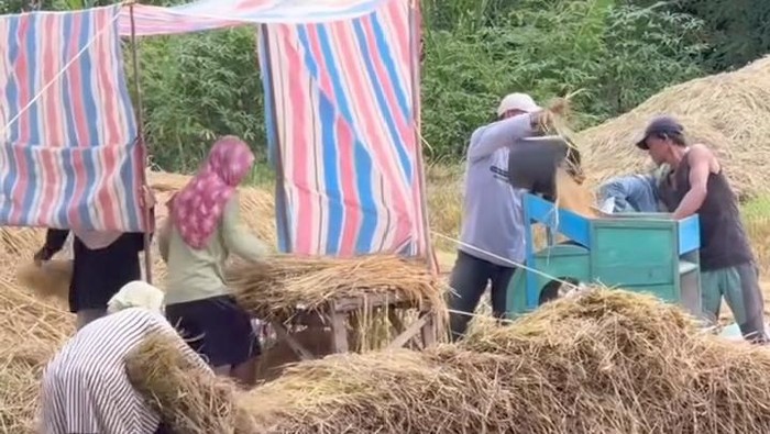 1767654291231-marsialap-ari-di-masyarakat-mandailing-instagram-diarykebudayaansumut-1767633322213_169