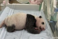 1767784003614-bayi-panda-itu-satrio-wiratama-atau-dalam-mandarin-li-ao-1767759353597_169