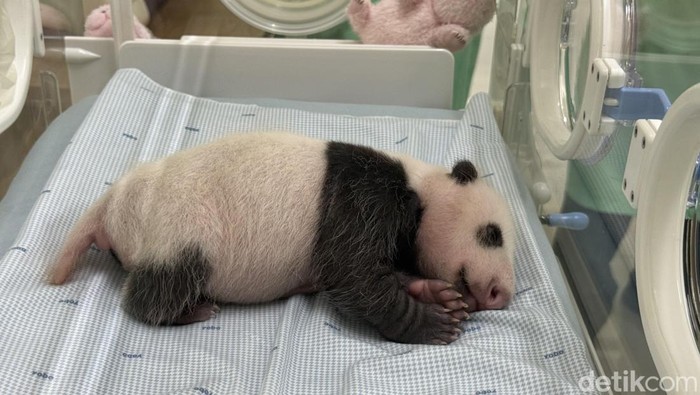 1767784003614-bayi-panda-itu-satrio-wiratama-atau-dalam-mandarin-li-ao-1767759353597_169