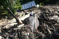 1767870371119-gajah-mati-akibat-banjir-di-aceh-1764396106224_169