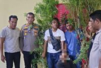 1767870374866-petugas-polisi-mengamankan-batang-pohon-ganja-yang-ditanam-dibelakang-rumah-pelaku-dok-polres-sergai-1767849065657_169