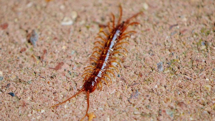 1767956795414-kelabang_169