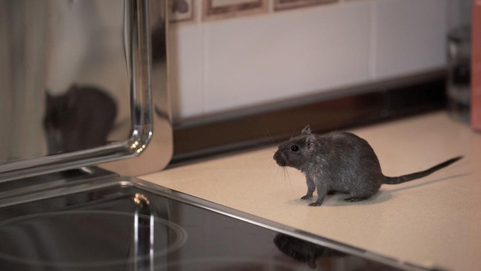 1768107989687-ilustrasi-tikus-1753255932155_169