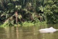 1768345509501-lumba-lumba-putih-muncul-kepermukaan-air-di-perairan-asahan-sumut-dok-tangkapan-layar-1768304570633_43